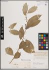 Foto von Salix excelsa var. rodinii A. K. Skvortsov